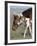 Wild Horse Mustang in Mccullough Peaks, Wyoming, USA-Carol Walker-Framed Photographic Print