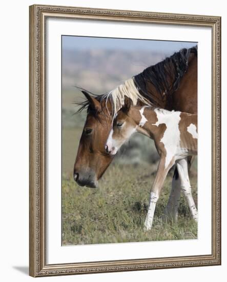 Wild Horse Mustang in Mccullough Peaks, Wyoming, USA-Carol Walker-Framed Photographic Print