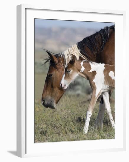 Wild Horse Mustang in Mccullough Peaks, Wyoming, USA-Carol Walker-Framed Photographic Print