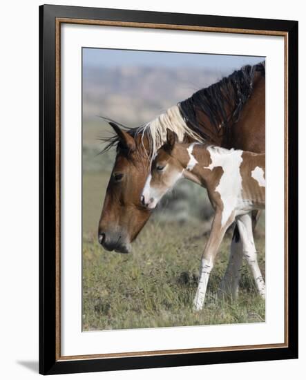 Wild Horse Mustang in Mccullough Peaks, Wyoming, USA-Carol Walker-Framed Photographic Print