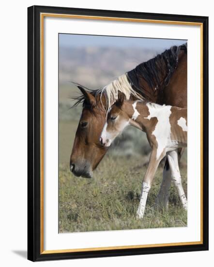 Wild Horse Mustang in Mccullough Peaks, Wyoming, USA-Carol Walker-Framed Photographic Print