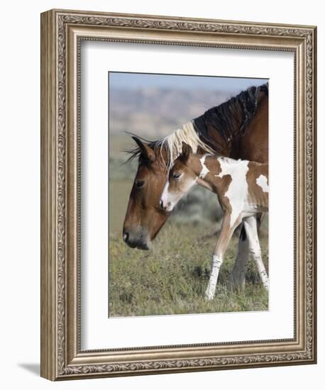 Wild Horse Mustang in Mccullough Peaks, Wyoming, USA-Carol Walker-Framed Photographic Print