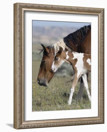 Wild Horse Mustang in Mccullough Peaks, Wyoming, USA-Carol Walker-Framed Photographic Print