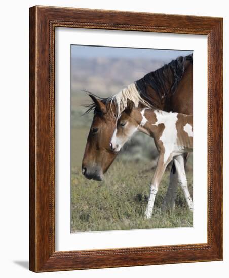 Wild Horse Mustang in Mccullough Peaks, Wyoming, USA-Carol Walker-Framed Photographic Print