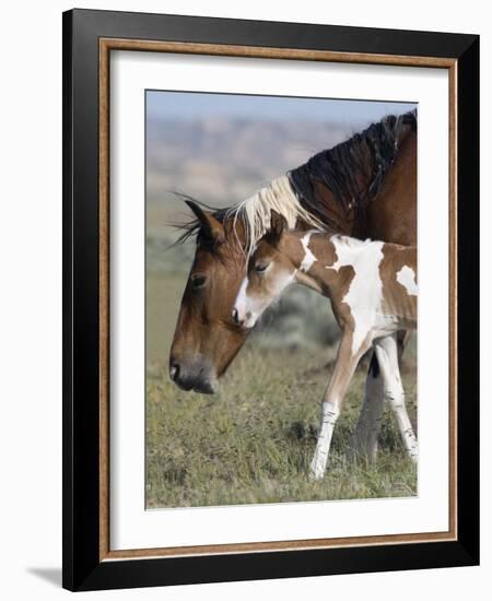 Wild Horse Mustang in Mccullough Peaks, Wyoming, USA-Carol Walker-Framed Photographic Print