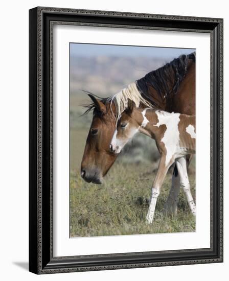 Wild Horse Mustang in Mccullough Peaks, Wyoming, USA-Carol Walker-Framed Photographic Print