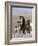 Wild Horse Mustang in Mccullough Peaks, Wyoming, USA-Carol Walker-Framed Photographic Print