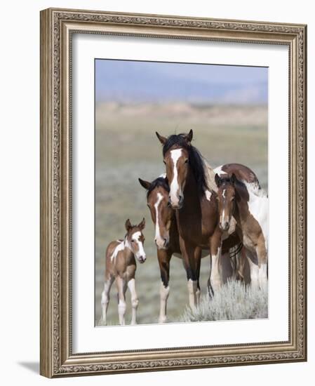 Wild Horse Mustang in Mccullough Peaks, Wyoming, USA-Carol Walker-Framed Photographic Print