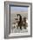 Wild Horse Mustang in Mccullough Peaks, Wyoming, USA-Carol Walker-Framed Photographic Print