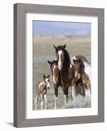 Wild Horse Mustang in Mccullough Peaks, Wyoming, USA-Carol Walker-Framed Photographic Print