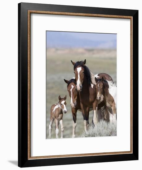 Wild Horse Mustang in Mccullough Peaks, Wyoming, USA-Carol Walker-Framed Photographic Print