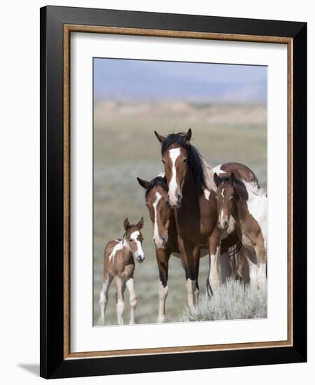 Wild Horse Mustang in Mccullough Peaks, Wyoming, USA-Carol Walker-Framed Photographic Print