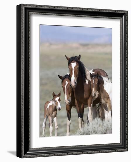 Wild Horse Mustang in Mccullough Peaks, Wyoming, USA-Carol Walker-Framed Photographic Print