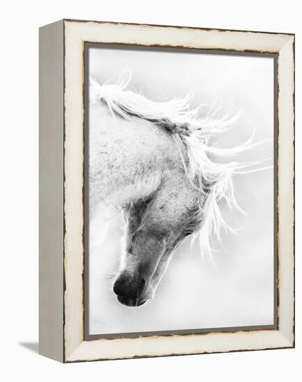 Wild Horse / Mustang Shaking Head and Mane, Adobe Town Herd Area, Southwestern Wyoming, Usa-Carol Walker-Framed Premier Image Canvas