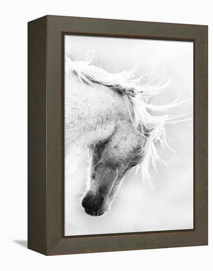 Wild Horse / Mustang Shaking Head and Mane, Adobe Town Herd Area, Southwestern Wyoming, Usa-Carol Walker-Framed Premier Image Canvas