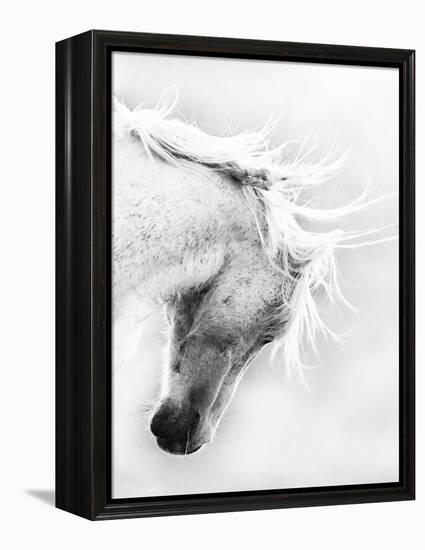 Wild Horse / Mustang Shaking Head and Mane, Adobe Town Herd Area, Southwestern Wyoming, Usa-Carol Walker-Framed Premier Image Canvas