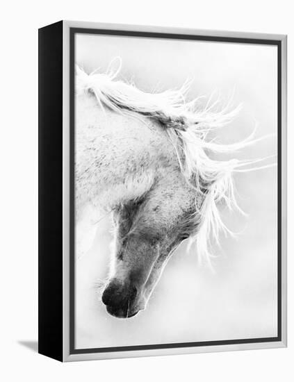 Wild Horse / Mustang Shaking Head and Mane, Adobe Town Herd Area, Southwestern Wyoming, Usa-Carol Walker-Framed Premier Image Canvas