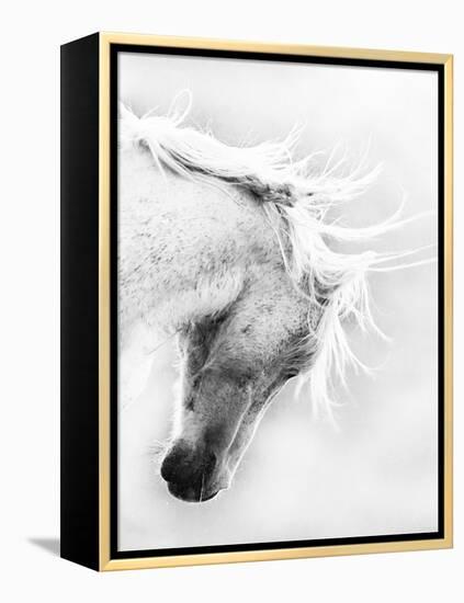 Wild Horse / Mustang Shaking Head and Mane, Adobe Town Herd Area, Southwestern Wyoming, Usa-Carol Walker-Framed Premier Image Canvas