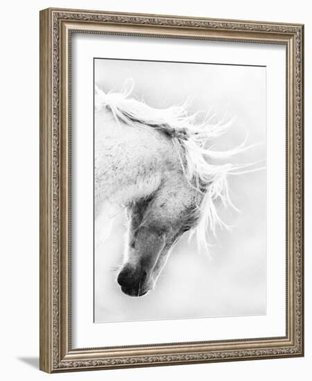 Wild Horse / Mustang Shaking Head and Mane, Adobe Town Herd Area, Southwestern Wyoming, Usa-Carol Walker-Framed Photographic Print