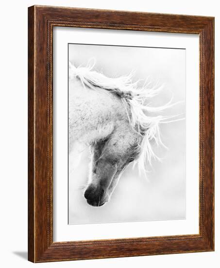 Wild Horse / Mustang Shaking Head and Mane, Adobe Town Herd Area, Southwestern Wyoming, Usa-Carol Walker-Framed Photographic Print