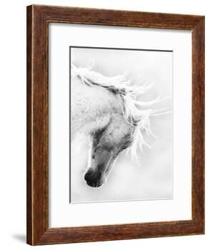 Wild Horse / Mustang Shaking Head and Mane, Adobe Town Herd Area, Southwestern Wyoming, Usa-Carol Walker-Framed Photographic Print