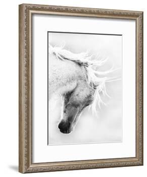 Wild Horse / Mustang Shaking Head and Mane, Adobe Town Herd Area, Southwestern Wyoming, Usa-Carol Walker-Framed Photographic Print