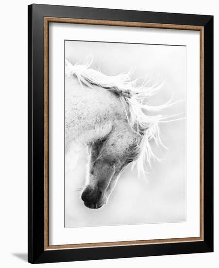 Wild Horse / Mustang Shaking Head and Mane, Adobe Town Herd Area, Southwestern Wyoming, Usa-Carol Walker-Framed Photographic Print