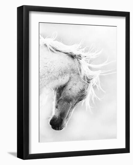 Wild Horse / Mustang Shaking Head and Mane, Adobe Town Herd Area, Southwestern Wyoming, Usa-Carol Walker-Framed Photographic Print