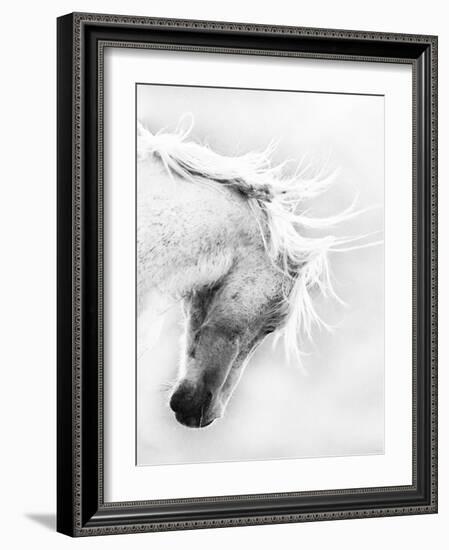 Wild Horse / Mustang Shaking Head and Mane, Adobe Town Herd Area, Southwestern Wyoming, Usa-Carol Walker-Framed Photographic Print