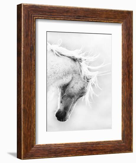 Wild Horse / Mustang Shaking Head and Mane, Adobe Town Herd Area, Southwestern Wyoming, Usa-Carol Walker-Framed Photographic Print