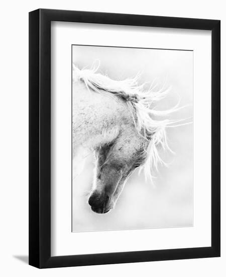 Wild Horse / Mustang Shaking Head and Mane, Adobe Town Herd Area, Southwestern Wyoming, Usa-Carol Walker-Framed Photographic Print