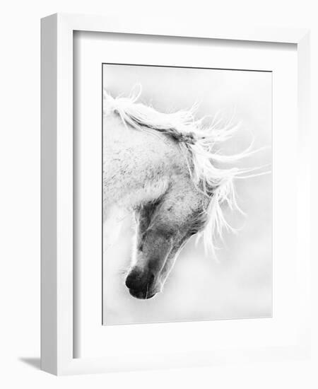 Wild Horse / Mustang Shaking Head and Mane, Adobe Town Herd Area, Southwestern Wyoming, Usa-Carol Walker-Framed Photographic Print