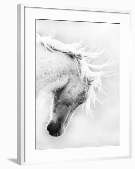 Wild Horse / Mustang Shaking Head and Mane, Adobe Town Herd Area, Southwestern Wyoming, Usa-Carol Walker-Framed Photographic Print