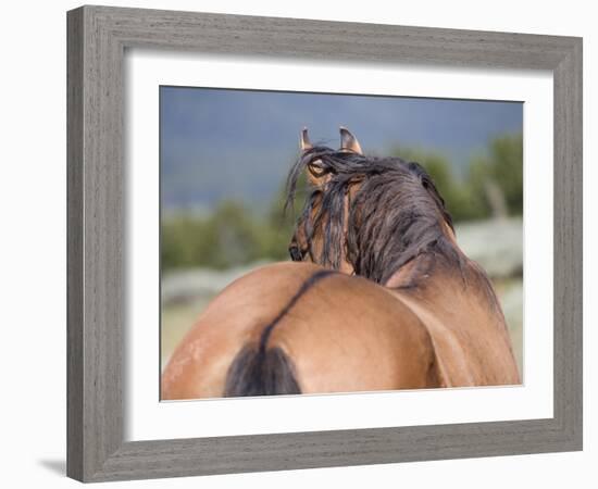 Wild Horse, Rear View of Dun Stallion, Pryor Mountains, Montana, USA-Carol Walker-Framed Photographic Print