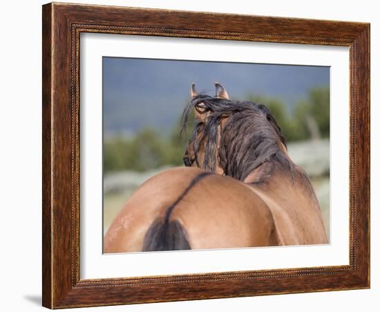 Wild Horse, Rear View of Dun Stallion, Pryor Mountains, Montana, USA-Carol Walker-Framed Photographic Print