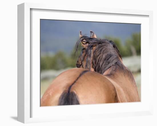 Wild Horse, Rear View of Dun Stallion, Pryor Mountains, Montana, USA-Carol Walker-Framed Photographic Print