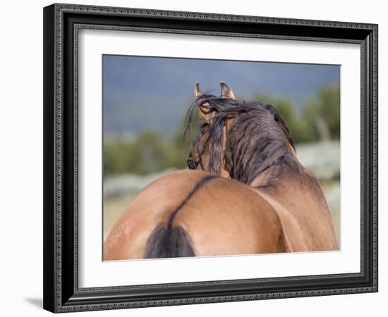 Wild Horse, Rear View of Dun Stallion, Pryor Mountains, Montana, USA-Carol Walker-Framed Photographic Print