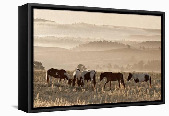 Wild Horse Sanctuary-Danita Delimont-Framed Stretched Canvas