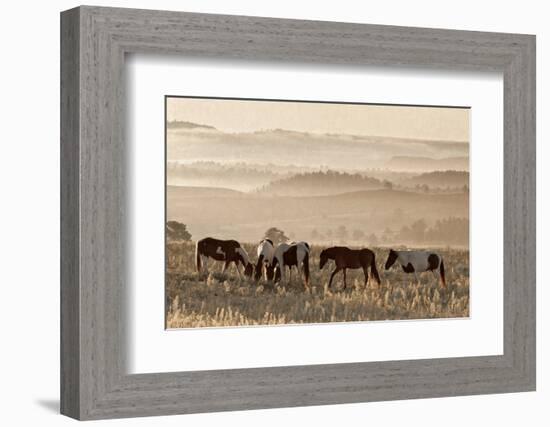 Wild Horse Sanctuary-Danita Delimont-Framed Photo