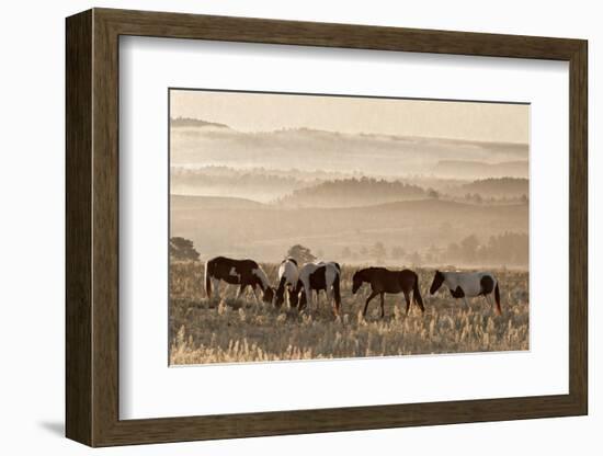 Wild Horse Sanctuary-Danita Delimont-Framed Photo