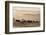 Wild Horse Sanctuary-Danita Delimont-Framed Photo