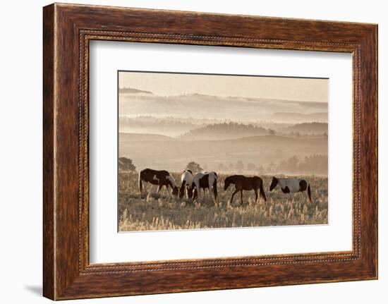 Wild Horse Sanctuary-Danita Delimont-Framed Photo