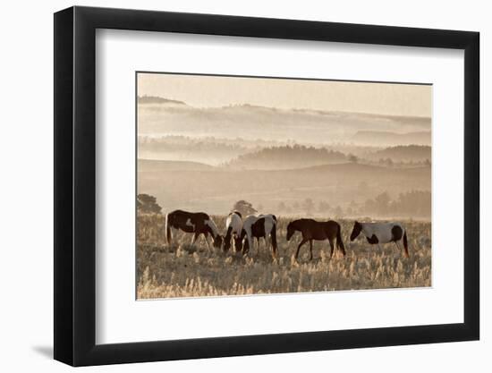 Wild Horse Sanctuary-Danita Delimont-Framed Photo