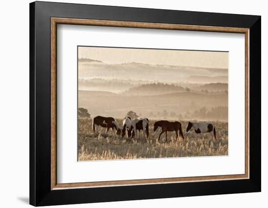 Wild Horse Sanctuary-Danita Delimont-Framed Photo