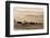 Wild Horse Sanctuary-Danita Delimont-Framed Photo