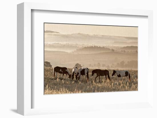 Wild Horse Sanctuary-Danita Delimont-Framed Photo