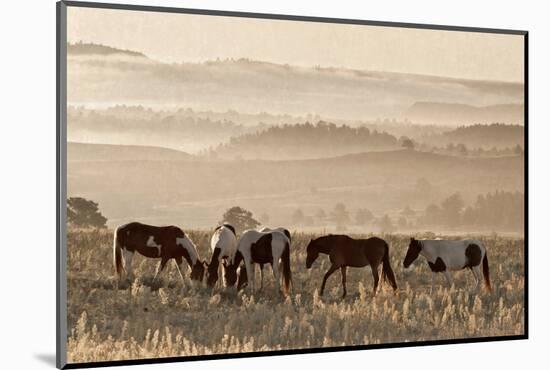 Wild Horse Sanctuary-Danita Delimont-Mounted Photo