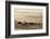 Wild Horse Sanctuary-Danita Delimont-Framed Photo