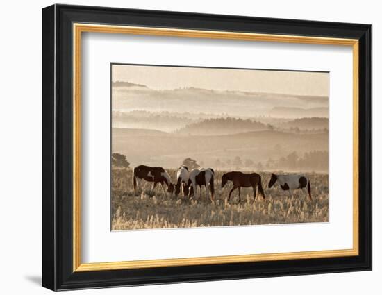 Wild Horse Sanctuary-Danita Delimont-Framed Photo