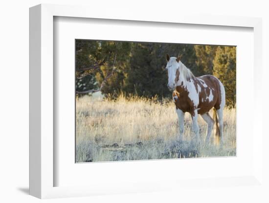 Wild Horse, Steens Mountains-Ken Archer-Framed Photographic Print